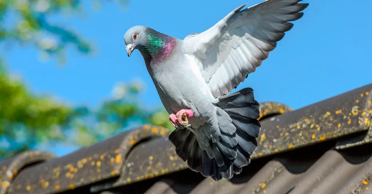 Dedetizadora de Pombos em Sorocaba